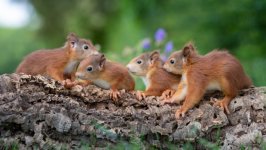Desktop image. Animals. ID:168823