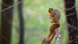 Desktop image. Animals. ID:168837