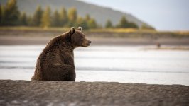 Desktop image. Animals. ID:168905