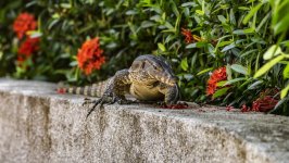 Desktop image. Animals. ID:168906