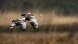 Desktop image. Animals. ID:168943