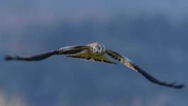 Desktop image. Animals. ID:169098