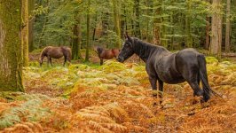 Desktop image. Animals. ID:169121