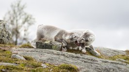 Desktop image. Animals. ID:169587