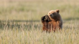 Desktop image. Animals. ID:169599