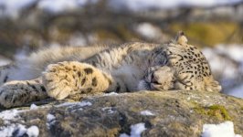 Desktop image. Animals. ID:169630