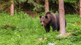 Desktop image. Animals. ID:169640