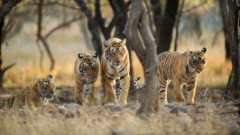Desktop image. Animals. ID:169654