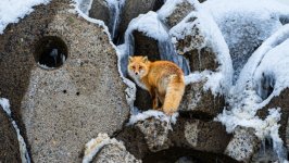 Desktop image. Animals. ID:169669