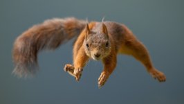 Desktop image. Animals. ID:169681