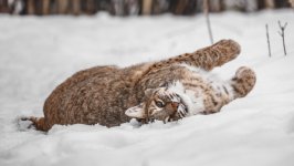 Desktop image. Animals. ID:169687