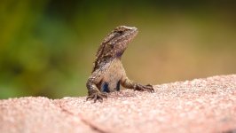 Desktop image. Animals. ID:169722