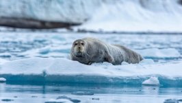 Desktop image. Animals. ID:169728