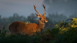 Desktop image. Animals. ID:169731