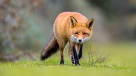 Desktop image. Animals. ID:169746