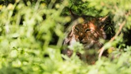 Desktop image. Animals. ID:169821