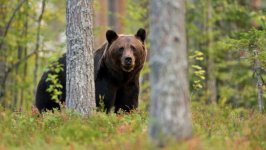 Desktop image. Animals. ID:169822