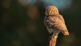 Desktop image. Animals. ID:169828