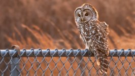 Desktop image. Animals. ID:169831