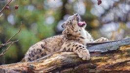 Desktop image. Animals. ID:169850