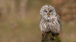 Desktop image. Animals. ID:170060