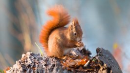 Desktop image. Animals. ID:170268