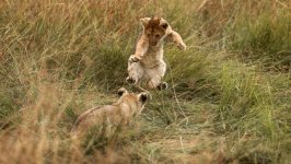 Desktop image. Animals. ID:146350