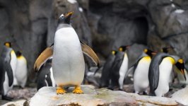 Desktop image. Animals. ID:148419
