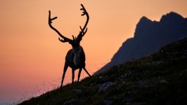 Desktop image. Animals. ID:162166