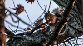 Desktop image. Animals. ID:162470