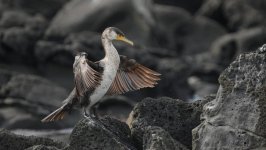 Desktop image. Animals. ID:162734