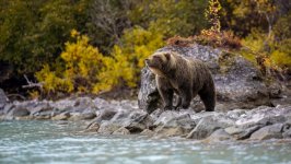 Desktop image. Animals. ID:163340