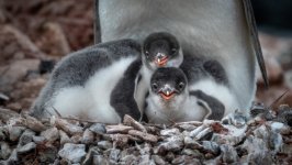 Desktop image. Animals. ID:163497