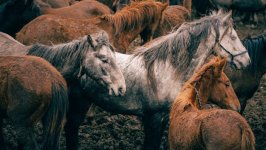 Desktop image. Animals. ID:164232