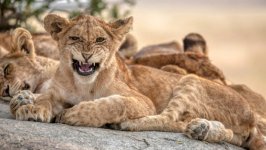 Desktop image. Animals. ID:165168