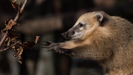Desktop image. Animals. ID:166921