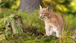 Desktop image. Animals. ID:167113