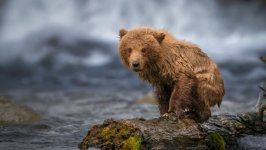 Desktop image. Animals. ID:164420