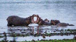 Desktop image. Animals. ID:164683