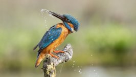 Desktop image. Animals. ID:165025