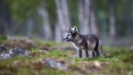 Desktop image. Animals. ID:166961