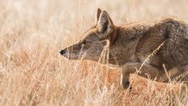 Desktop image. Animals. ID:167020