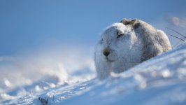 Desktop image. Animals. ID:167052