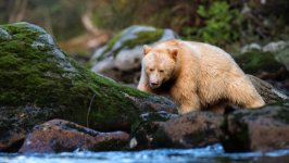 Desktop image. Animals. ID:167070