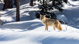 Desktop image. Animals. ID:167238