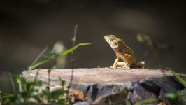 Desktop image. Animals. ID:167241