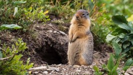 Desktop image. Animals. ID:167300