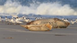 Desktop image. Animals. ID:167302