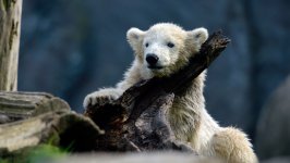 Desktop image. Animals. ID:168154