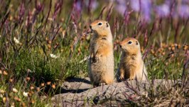 Desktop image. Animals. ID:168635